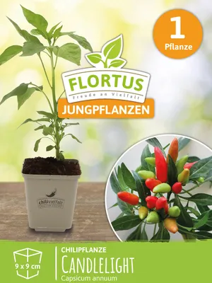 Produktbild von Chilipflanze Candlelight | Chilipflanzen von FLORTUS, Menge:1 Pflanze