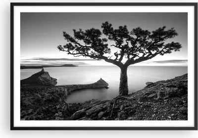 Produktbild von Gerahmtes Poster - Schwarzer Rahmen - Baum Schwarzweiß Ansicht - 91,5x61 cm - Wand Bild - Wanddeko - Wandbilder - Wandposter - Bilderrahmen - Bilder - Kunstdruck - Wandbild - P2BAA91x61-4297