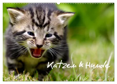 Produktbild von Katzen & Hunde (Wandkalender 2027 DIN A2 quer), CALVENDO Monatskalender