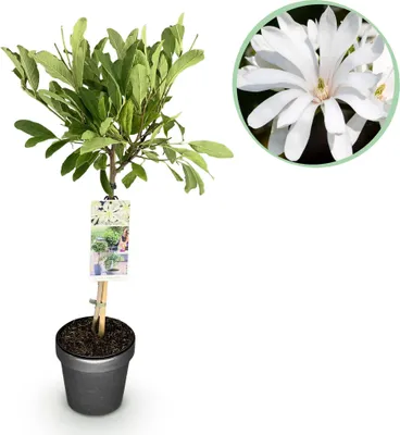 Produktbild von GreenboutiQ - Stamm Pflanze - Magnolia stellata - Terrassenpflanze - Laubabwerfend - Winterhart - Weiße Blüte - Topf 19cm Höhe 90cm