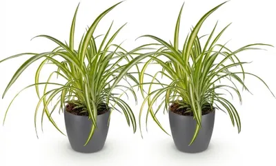 Obrázok produktu pre Chlorophytum comosum Variegatum, sada 2 ks, rastliny v sivom kvetináci, priemer
