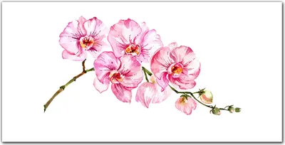 Produktbild von Coloray - Bild aus Glas - Glasbilder - 100 x 50 cm - Glasblock mit Bild Gehärtetes Glas Wohnzimmer Dekoration Wanddekoration Küche - Gemälde Blumenzweig