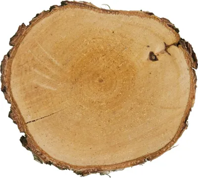 Produktbild von Bastelzubehör Birkenscheibe rund natur Durchmesser 15-17cm NEU
