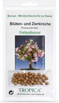Produktbild von Bonsai Blüten- und Zierkirsche (Prunus serrulata) – 30 Samen für prachtvolle Kirschblüten