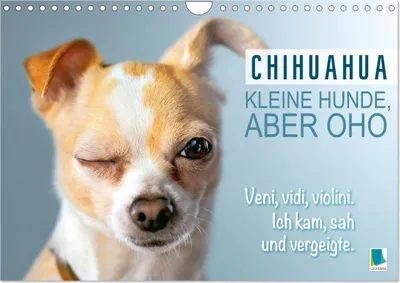 Produktbild von Chihuahua: Kleine Hunde, aber oho (Wandkalender 2027 DIN A4 quer), CALVENDO Monatskalender