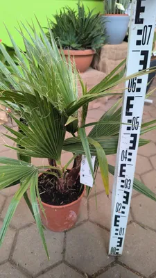 Produktbild von Washingtonia robusta 70-100 cm Washingtonpalme Fächerpalme 3 Pflanzen Zimmerpflanze Washingtonie