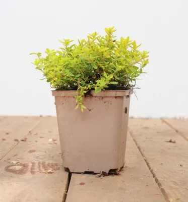 Produktbild von Thymus x citriodorus 'Golden Dwarf', Zitronenthymian, goldgelb, ca. 9x9 cm Topf