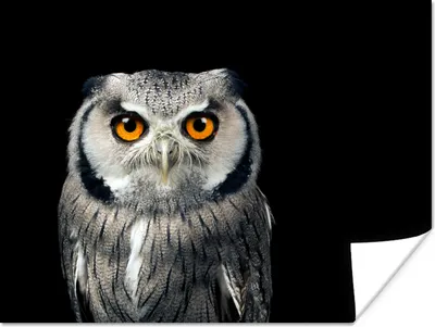 Produktbild von MuchoWow® Poster Eule - Vogel - Orange - Schwarz 120x90 cm - Wandbild