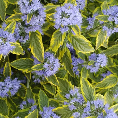 Image de 2 x  Bartblume  - Caryopteris clandonensis « Summer Sorbet »  | 30-40 cm en pot