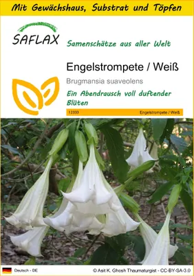 Produktbild von SAFLAX Anzucht Set - Engelstrompete / Weiß - Brugmansia suaveolens - 10 Samen - Mit Mini-Gewächshaus, Anzuchtsubstrat und 2 Töpfen