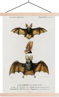 Produktbild von MuchoWow® Textilposter Fledermaus - Vintage - Tier 40x60 cm mit holzfarbenen Rahmen - Poster