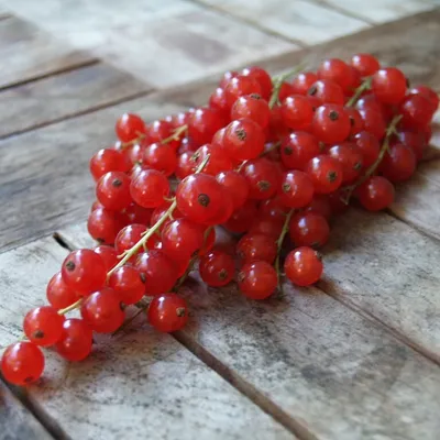 Produktbild von Rotet rote Johannisbeere Busch 60 - 80 cm im 3 Liter Topf