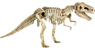Produktbild von T-Rex World - Ausgrabungs-& Gips-Set T-Rex