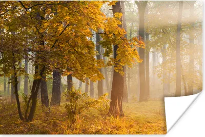 Produktbild von MuchoWow® Poster Herbstbäume im nebligen Wald 90x60 cm - Schlafzimmer