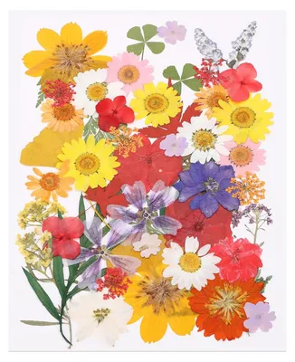 50er-Set gepresste Blumen & getrocknete Blätter, bunt, für DIY-Harz & Basteln