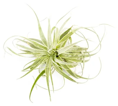 Obrázok produktu pre Gardnerova Tillandsia Gardneri