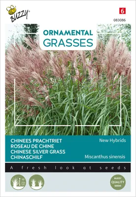 Artikelbild 2 von 'Chinaschilf New Hybrids' aus der Kategorie Gräsersamen
