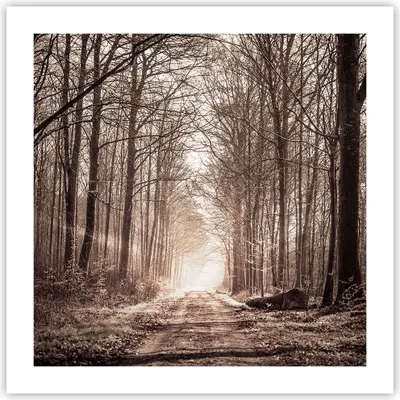Produktbild von Poster - Poster ohne Rahmen - Wald Straße Baum - 50x50 cm - Wand Bild - Wanddeko - Wandbilder - Kunstposter - Wandposter - Bilder - Kunstdruck - Wanddekoration - Wandbild - P2XAC50x50-3620