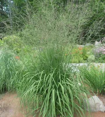 Produktbild von Stauden Gänge 3 x Molinia arundinacea 'Fontäne' im 1 Liter Topf - Hohes Pfeifengras - Graziöse Höhepunkte für lebendige Gärten - Winterhart