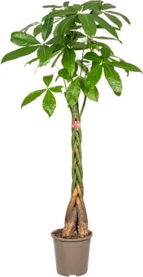 Zdjęcie produktu dla Kasztan szczescia (Pachira aquatica) - roslina doniczkowa, srednica 24cm