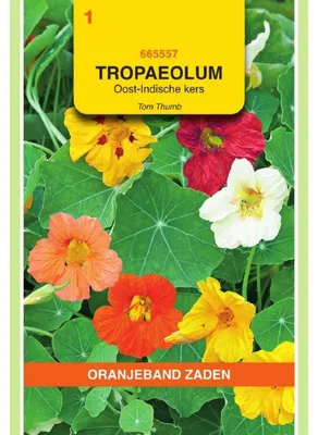 Zdjęcie produktu dla Oranjeband, Tropaeolum nanum (Tom Thumb), niska odmiana, mieszanka - 1 opakowanie nasion
