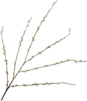 Productafbeelding van Kunstbloemen van Silk-ka – Zijden bloemen, wilgentak, groen, 111 cm