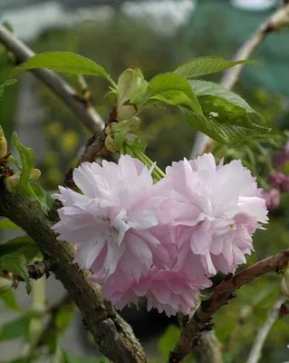 Produktbild von Hochstamm - Jap. Hänge-Zierkirsche Kiku-shidare-Zakura - Prunus serrulata
