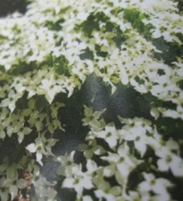 Produktbild von Cornus kousa Nicole - Japanischer Blumenhartriegel Nicole 80-100cm