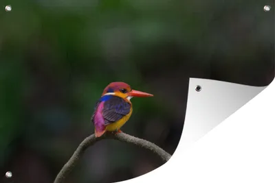 Produktbild von MuchoWow® 60x40 cm Outdoor-Poster Gartendeko Sichtschutz Garten Poster für den Garten  Graubrusteisvogel