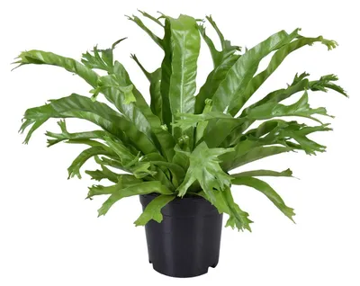 Produktbild von Asplenium Nidus Crissie - 30-40cm - Ø17cm - Zimmerpflanze - Immergrün