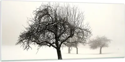 Produktbild von Bilder auf glas - Einteilig - Bäume Schnee Nebel - 120x50cm - Glasbilder - Wandbilder - Bilder - zum Aufhängen bereit - Wanddekoration aus Glas - Glas Bilder - Wandbild auf Glas - GAB120x50-4136