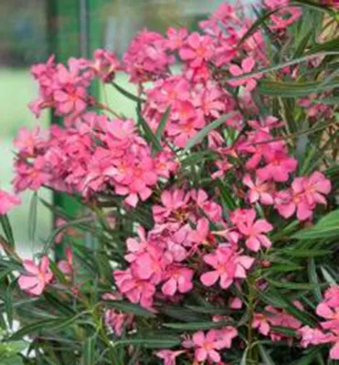 Produktbild von Rosa Oleander ´ROSA SEMPLICE´ 30-40 cm, Cont. 3 l