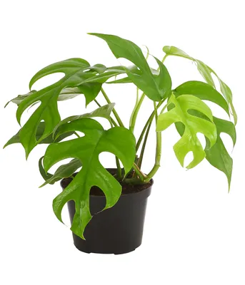 Produktbild von Dehner Fensterblatt Monstera minima, Rhaphidophora tetrasperma, tiefe Blattschlitze, ca. 20-30 cm, Ø Topf 12 cm, Zimmerpflanze