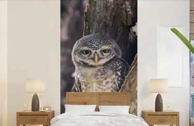 Produktbild von Fotobehang mit Vogelmotiv - Baum - Wald - Breite 120 cm x Höhe 240 cm