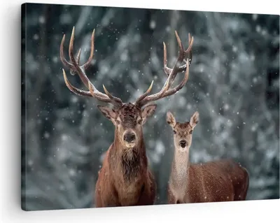 Produktbild von Bild auf Leinwand - Leinwandbild - Einteilig - Hirsch Rentier Reh - 70x50cm - Wand Bild - Wanddeko - Wandbilder - Leinwanddruck - Bilder - Wanddekoration - Leinwand bilder - Wandbild - AA70x50-5060