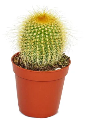 Obrázek produktu pro Eriocactus leninghausii - malá rostlina v květináči 5,5 cm