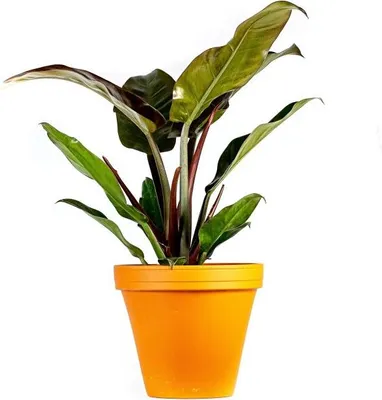 Obrázek produktu pro Gardners Philodendron imperial red, průměr 14 cm