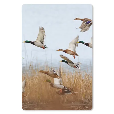 Produktbild von MuchoWow® Mauspad Mousepad Ente - Vogel - Schilf - Wasser - Enten 40x60 cm - Mousepads - Maus Mat - Pad - Mausunterlage - Schreibtisch Accesoire