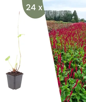 Produktbild von Plants by Frank | 24 Kerzenknöterich 'Blackfield' Pflanzen | Persicaria Amplexicaulis 'Blackfield' | Stauden | Winterhart | Mehrjährig | Gartenpflanzen