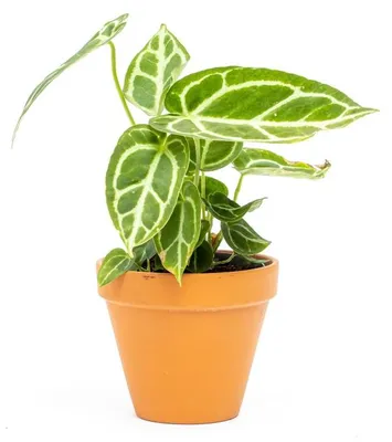 Obrázek produktu pro Gardners Anthurium Crystallinum, průměr 12 cm