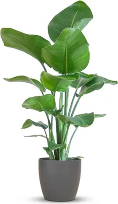 Image de Green boutiQ - Plante d'intérieur - Stelitzia Nicolai - Vert - Peu d'entretien - 1 plante - avec pot gris - Pot 21 cm - Hauteur 80 à 90 cm