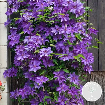 Image de Bloomique - Clematis 'The President' - Clématite violette - Plantes grimpantes - Plantes de jardin - Rustiques - Hauteur 50-70 cm - Pot 15 cm