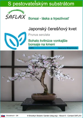 Produktbild von SAFLAX - Japonský čerešňový kvet - Prunus serulata - 30 Semená - S pestovateľským substrátom bez klíčkov
