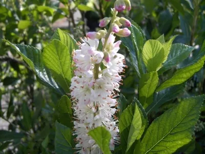 Produktbild von Zimterle Rosea - Scheineller - Silberkerzenstrauch - Clethra alnifolia Rosea - stark duftend (40-60)