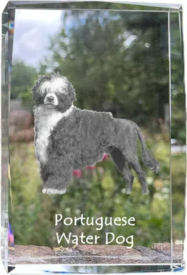 Produktbild von Portugiesischer Wasserhund - Kristall mit einem Hundebild, Bild im Glas, moderne Ausstellung des Art-Dog-Bildes.