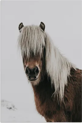 Produktbild von MuchoWow® Poster Pferde - Tiere - Porträt - Braun - Weiß 120x180 cm - Kunstposter