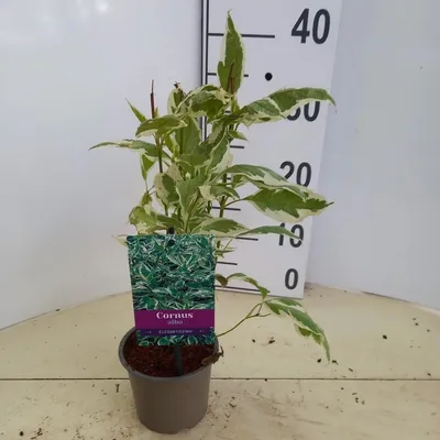 Zdjęcie produktu dla Cornus alba 'Elegantissima' – dereń | 25–30 cm w doniczce