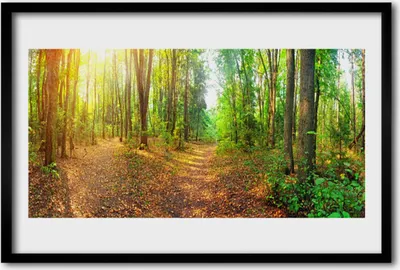 Produktbild von Bild 60x40 MDF-Rahmen Wandkunst Natur Wald Bäume