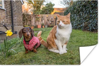 Produktbild von MuchoWow® Poster Hund - Katze - Garten 90x60 cm - Schlafzimmer