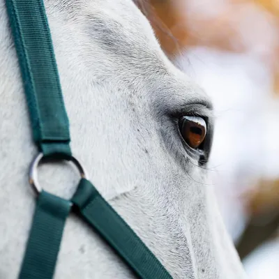 Produktbild von Horseware Headcollar & Leadrope, Größe:Vollblut, Farbe:Dynasty Green